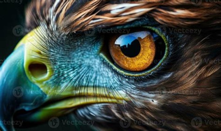 Aubreigh Varias Eagle Eye
